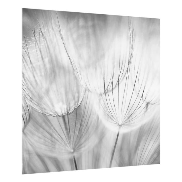 glasskiva kök Dandelions Macro Shot In Black And White