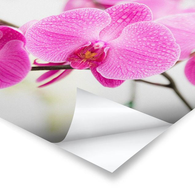 Tavlor Close-Up Orchid