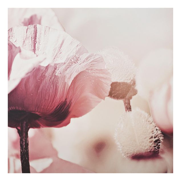 Kök dekoration Pale Pink Poppy Flower With Water Drops