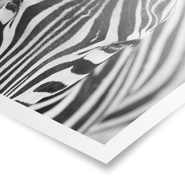 Tavlor mönster Zebra Look