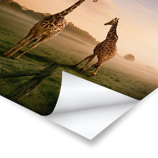 Posters djur Surreal Giraffes