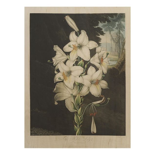 Trätavlor blommor  Botany Vintage Illustration White Lily