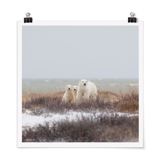 Posters djur Polar Bear And Her Cubs