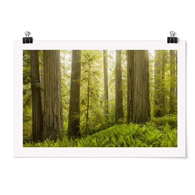 Posters landskap Redwood State Park Forest View