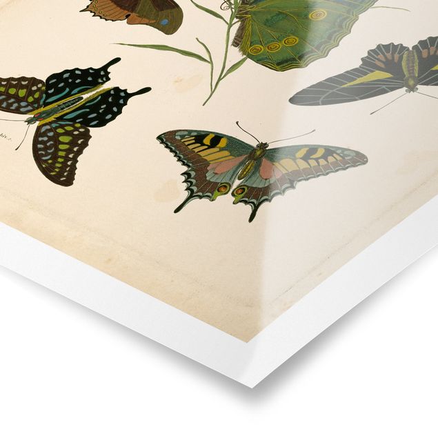 Tavlor turkos Vintage Illustration Exotic Butterflies