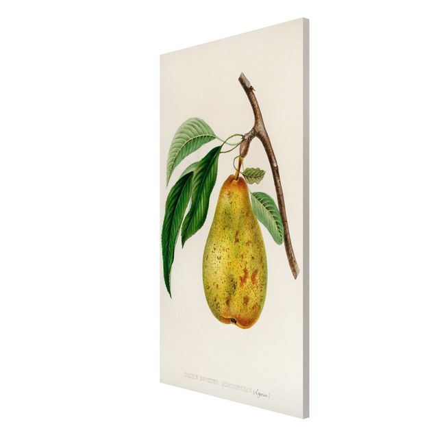 Magnettavla blommor  Botany Vintage Illustration Yellow Pear
