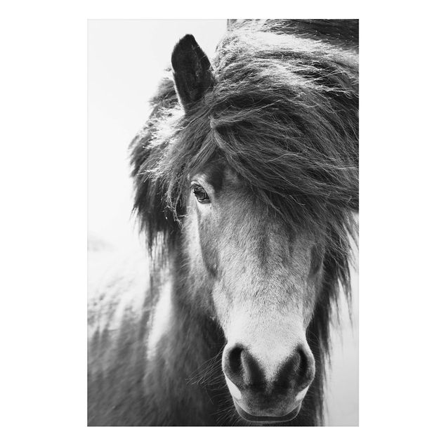 Tavlor hästar Icelandic Horse In Black And White