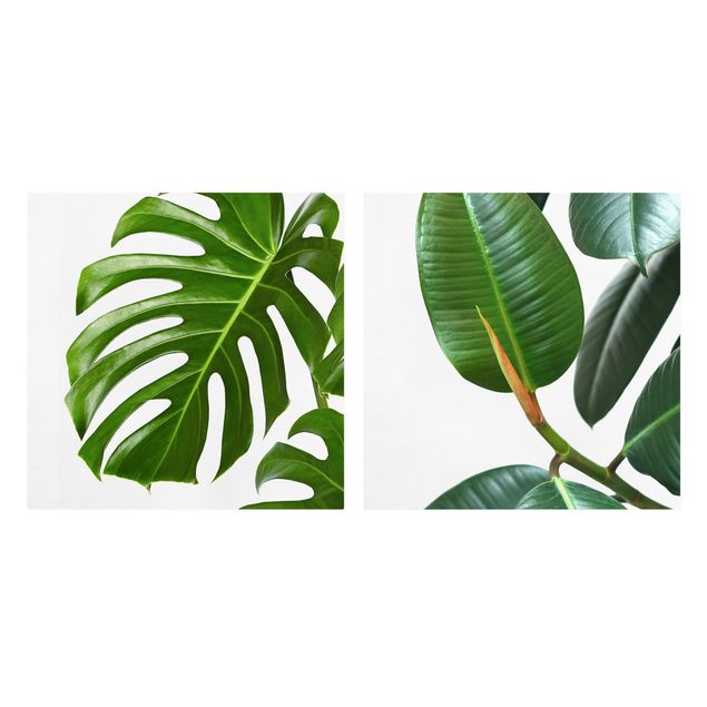 Tavlor Monstera And Rubber Tree