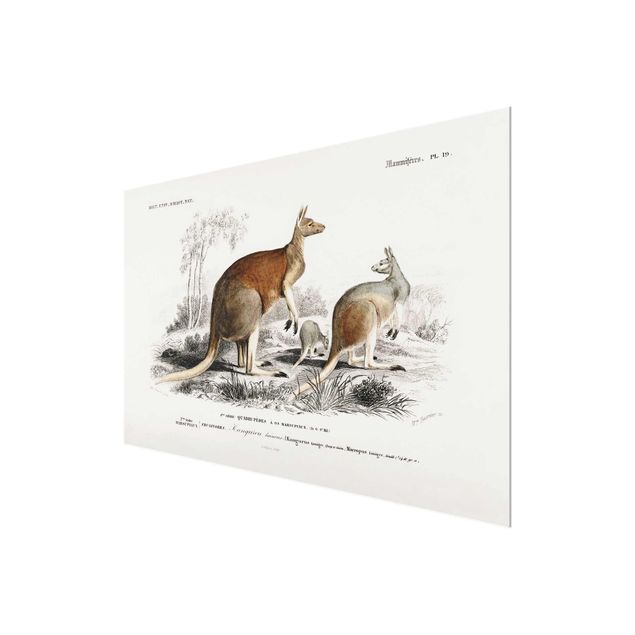 Tavlor brun Vintage Board Kangaroo
