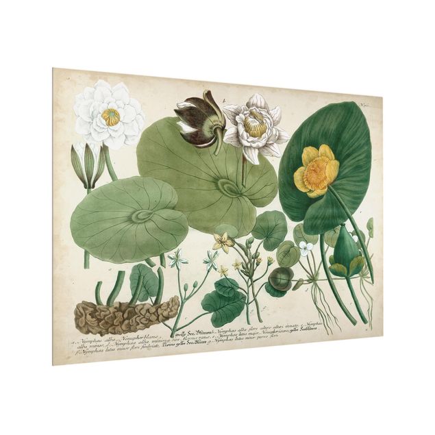 stänkskydd kök glas Vintage Illustration White Water-Lily