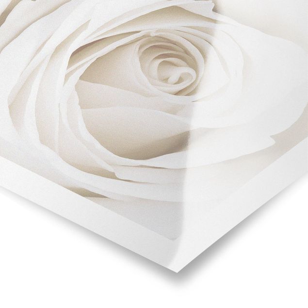 Tavlor Pretty White Rose