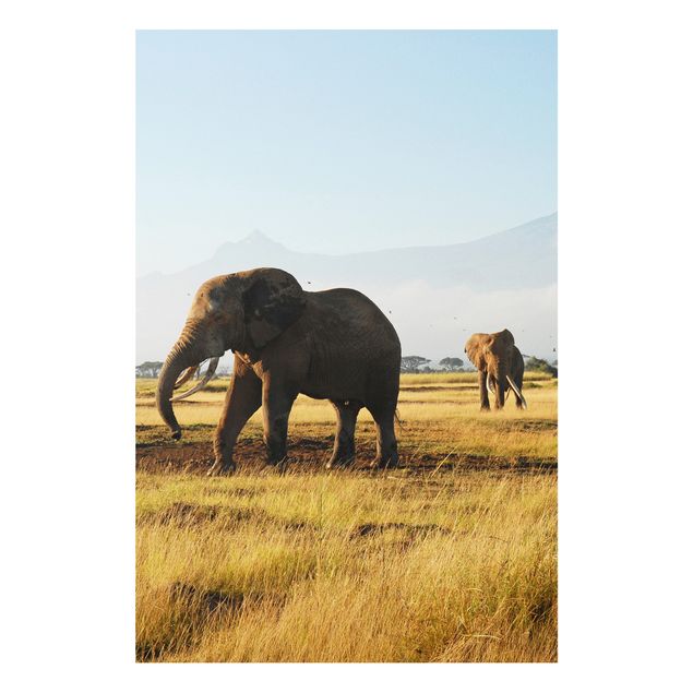 Tavlor elefanter Elephants In Front Of The Kilimanjaro In Kenya