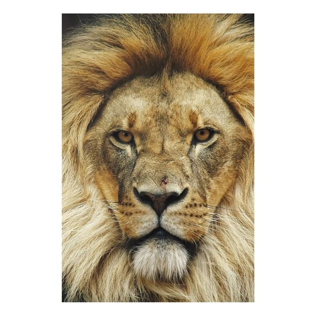 Tavlor lejon Wisdom Of Lion