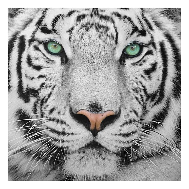 Tavlor tigrar White Tiger