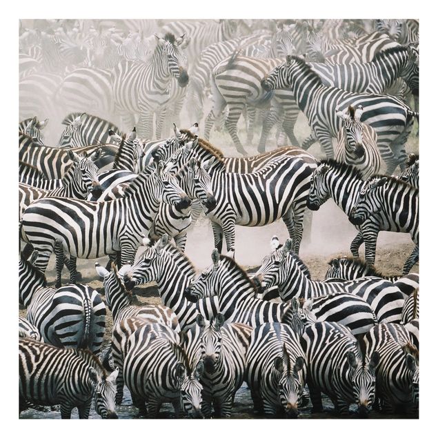 Tavlor zebror Zebra Herd