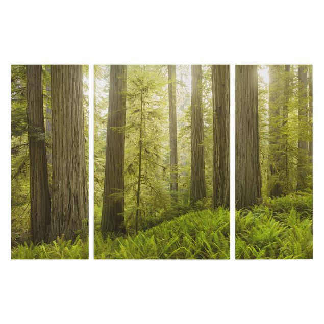 Canvastavlor skogar Redwood State Park Forest View