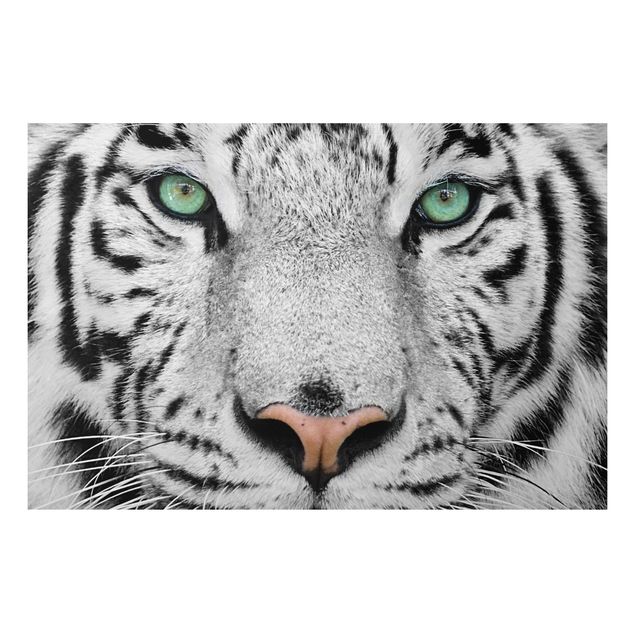 Tavlor tigrar White Tiger