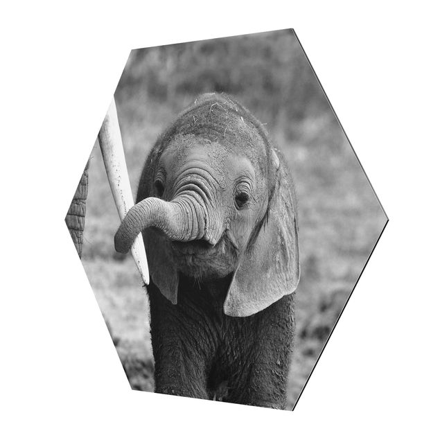 Tavlor Baby Elephant