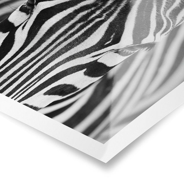 Tavlor svart och vitt Zebra Look
