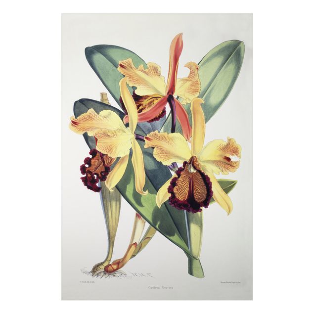 Kök dekoration Walter Hood Fitch - Orchid