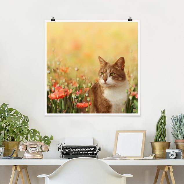 Kök dekoration Cat In A Field Of Poppies