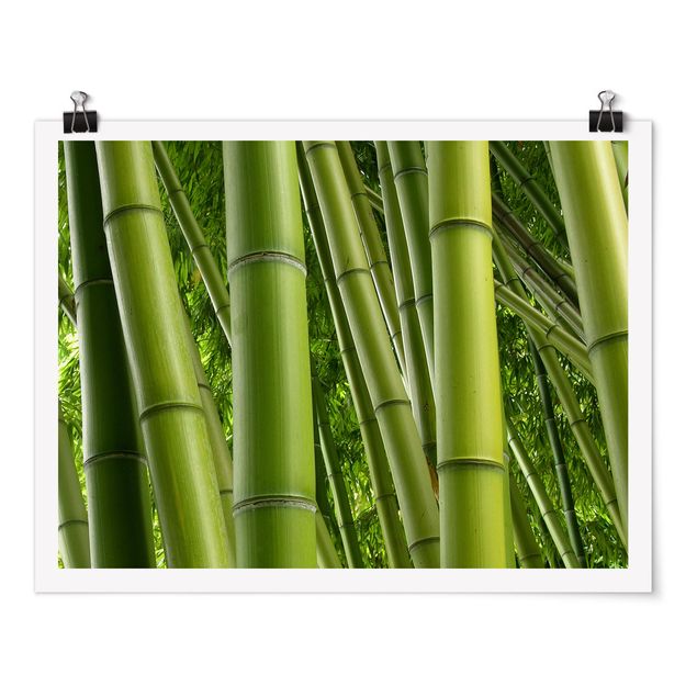 Posters blommor  Bamboo Trees No.2