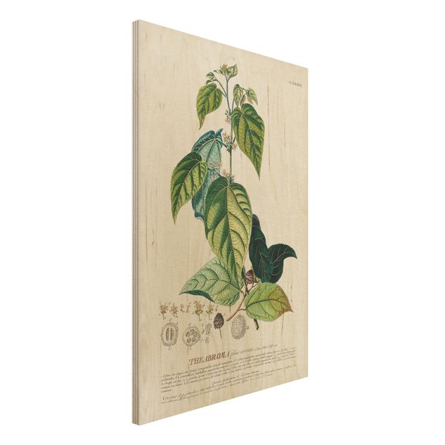 Kök dekoration Vintage Botanical Illustration Cocoa