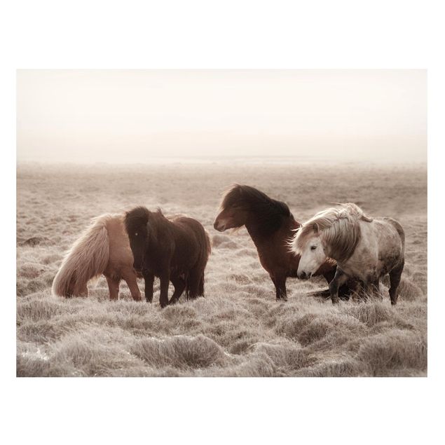 Tavlor hästar Wild Icelandic Horse