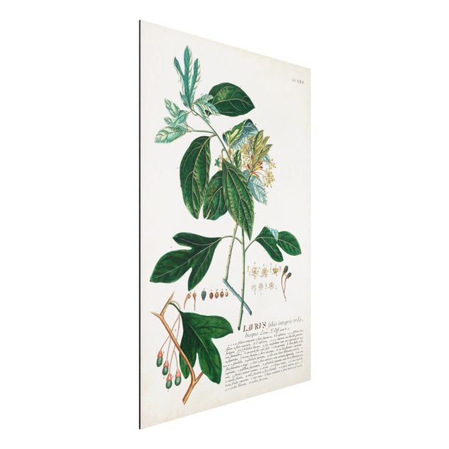 Kök dekoration Vintage Botanical Illustration Laurel