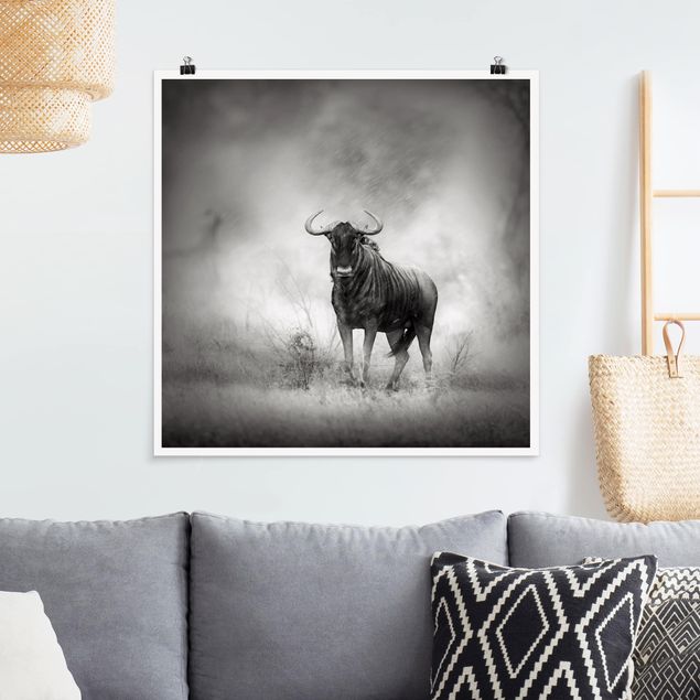 Posters svart och vitt Staring Wildebeest