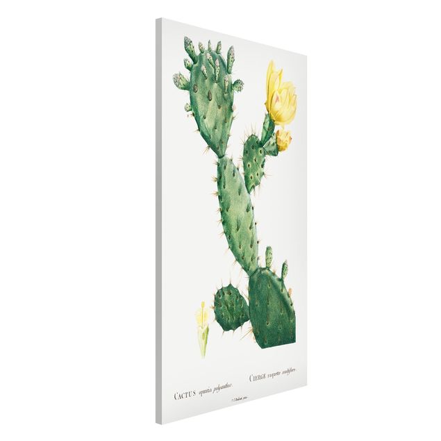 Kök dekoration Botany Vintage Illustration Cactus With Yellow Flower