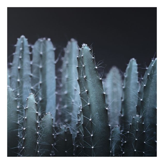 stänkskydd kök glas Desert Cactus At Night