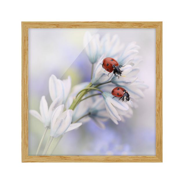 Tavlor blommor  Ladybird Couple