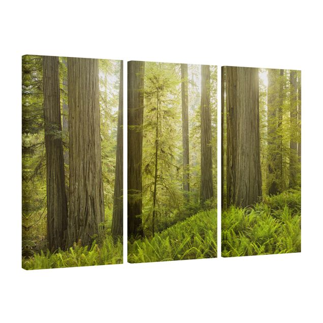 Canvastavlor landskap Redwood State Park Forest View