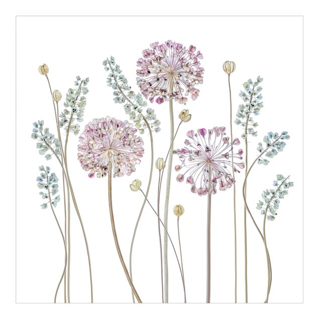 Fototapet - Allium Illustration