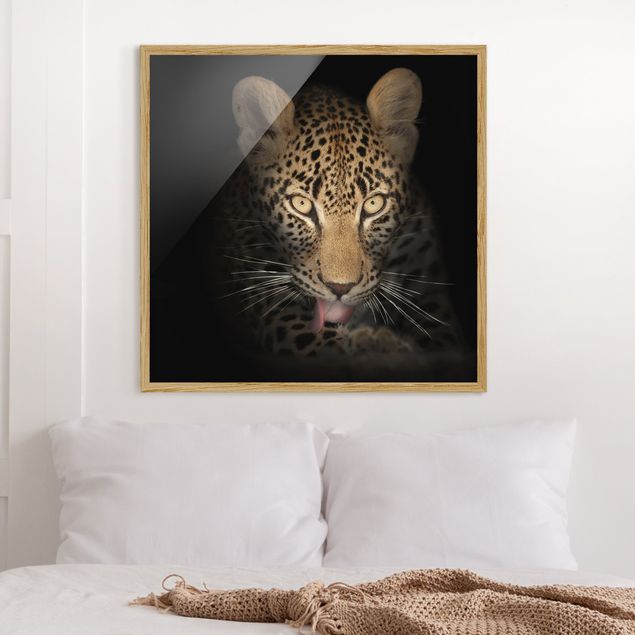 Tavlor med ram svart och vitt Resting Leopard