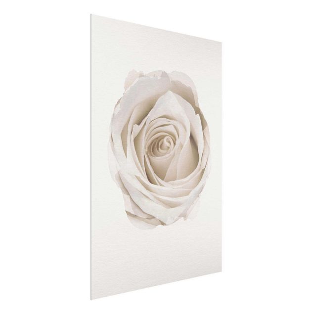 Glastavlor blommor  WaterColours - Pretty White Rose