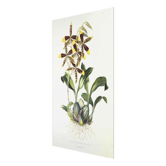 Glastavlor blommor  Maxim Gauci - Orchid II