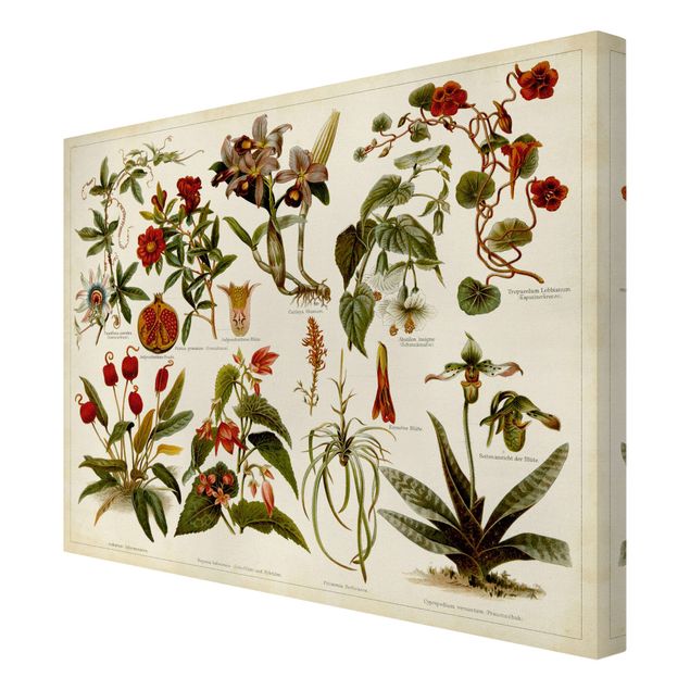 Tavlor grön Vintage Board Tropical Botany II