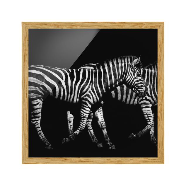 Tavlor med ram djur Zebra In The Dark