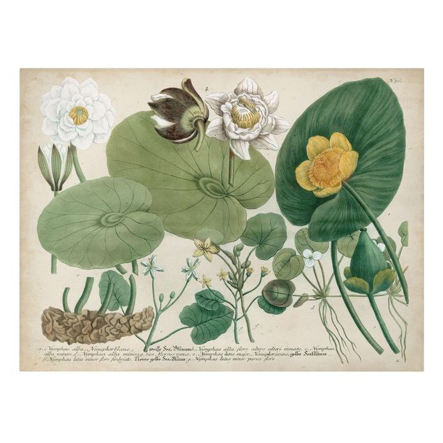 Tavlor blommor  Vintage Board White Water-Lily