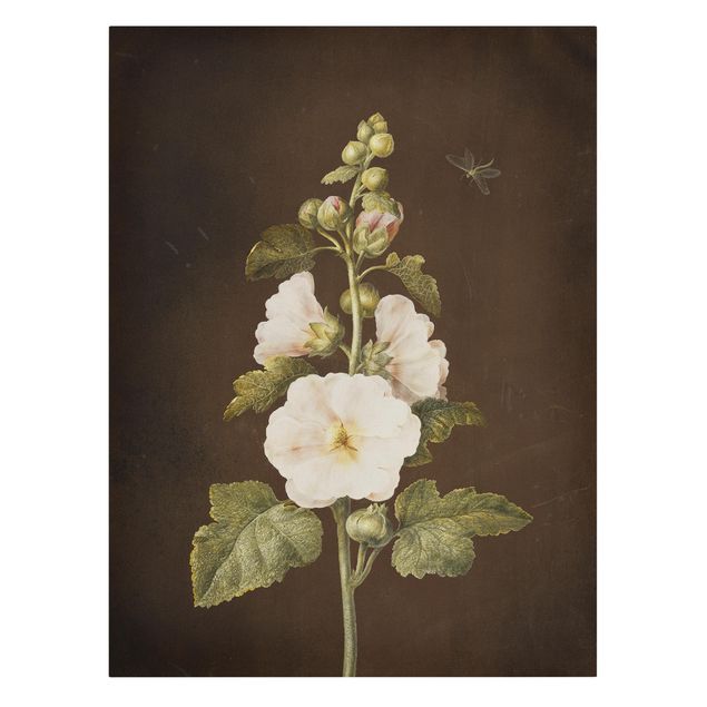 Canvastavlor blommor  Barbara Regina Dietzsch - Hollyhock