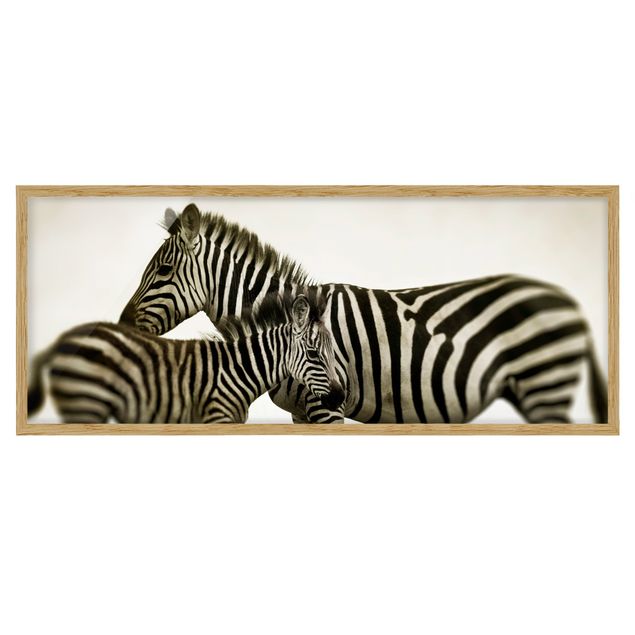 Tavlor med ram djur Zebra Couple