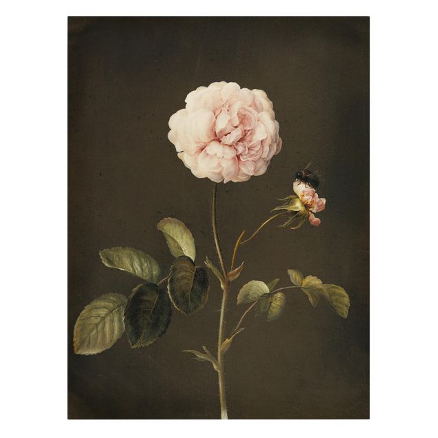 Canvastavlor blommor  Barbara Regina Dietzsch - French Rose With Bumblbee