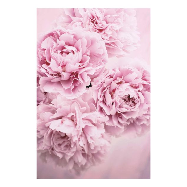 Tavlor blommor Pink Peonies