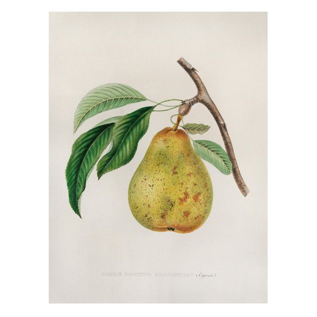 Tavlor blommor Botany Vintage Illustration Yellow Pear