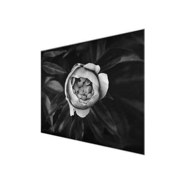Tavlor blommor Peonies In Front Of Leaves Black And White
