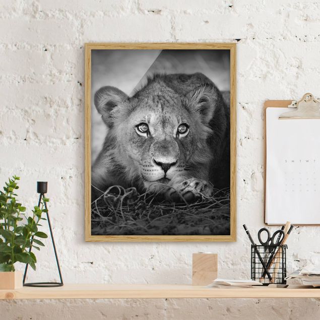 Tavlor lejon Lurking Lionbaby