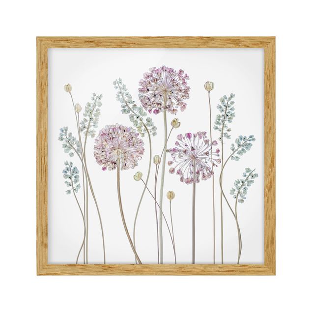 Tavlor blommor  Allium Illustration
