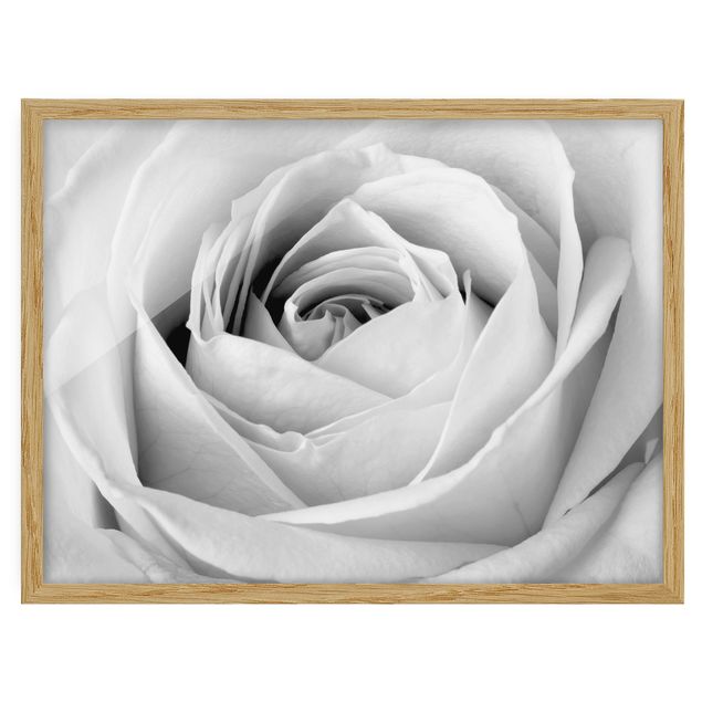 Tavlor blommor Close Up Rose
